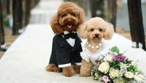 dog married