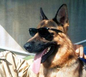 Gunther IV The Richest Dog | 107dog.wordpress.com