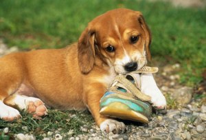Puppy Chewing Shoe | 107dog.wordpress.com