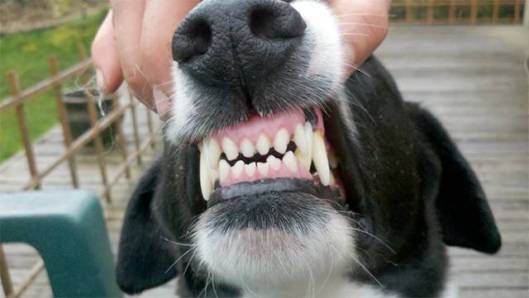 Dog Teeth | 107dog.wordpress.com