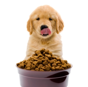 Dog Food | 107dog.wordpress.com