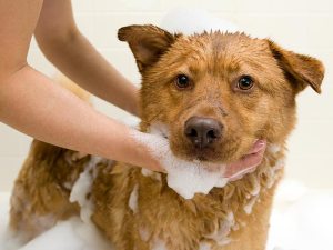 Dog Bath | 107dog.wordpress.com