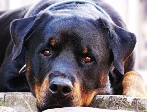 Rottweiler | 107dog.wordpress.com